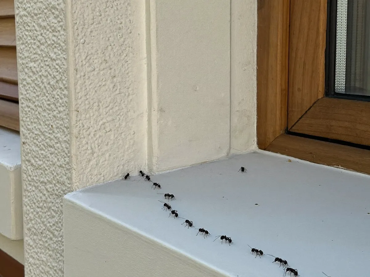 Trail of black ants along a villa window ledge in Bali