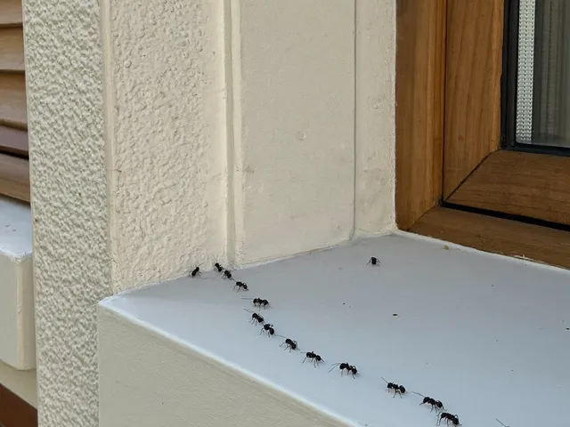 Trail of ants along a villa window ledge in Bali